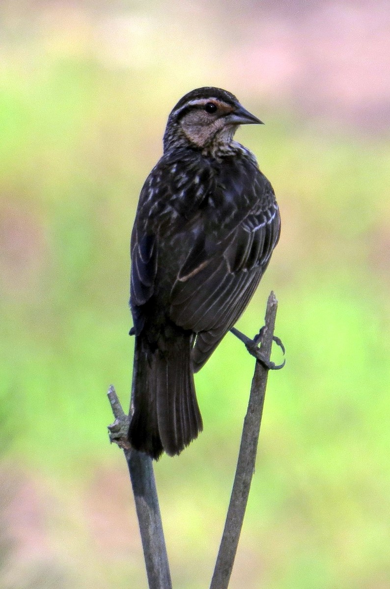 Red-winged Blackbird - ML444423571