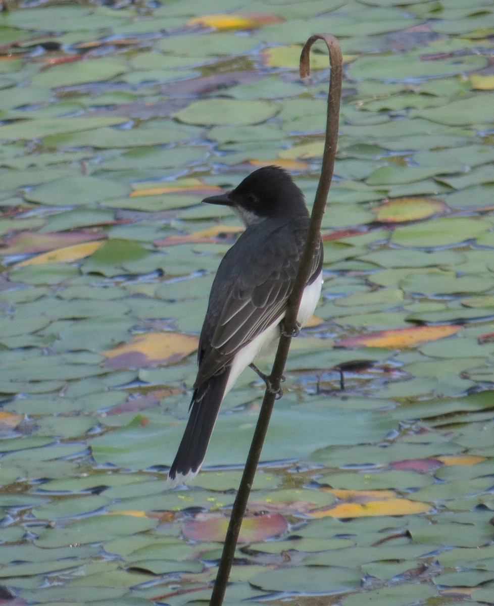 Eastern Kingbird - ML444423721