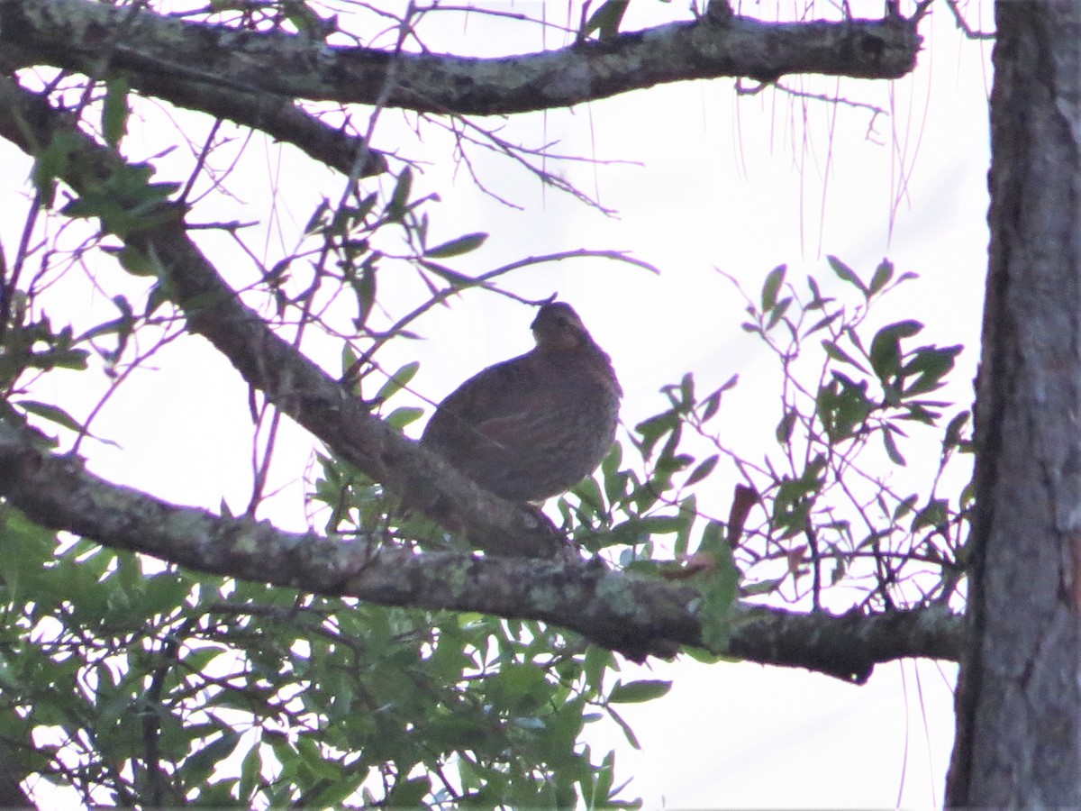 Northern Bobwhite - ML444423931