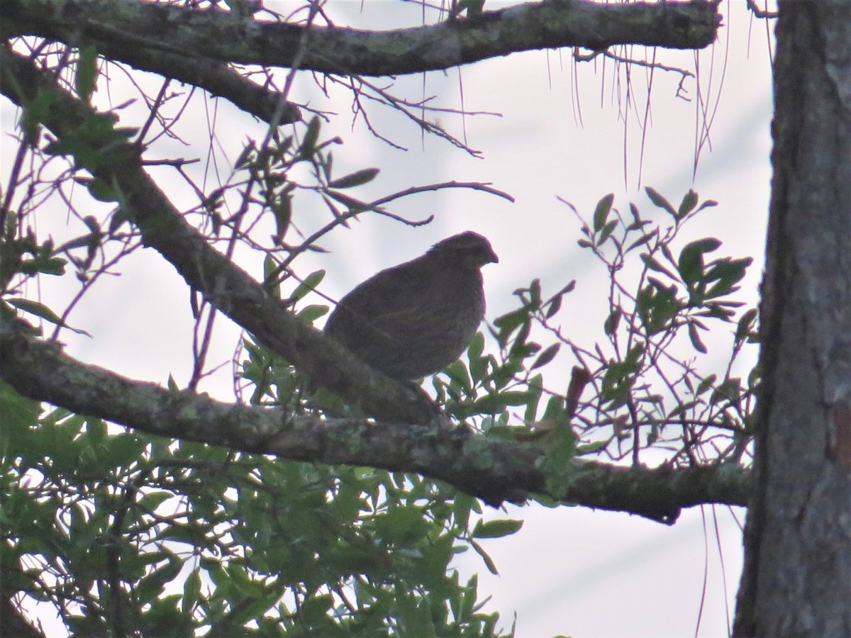 Northern Bobwhite - ML444423951