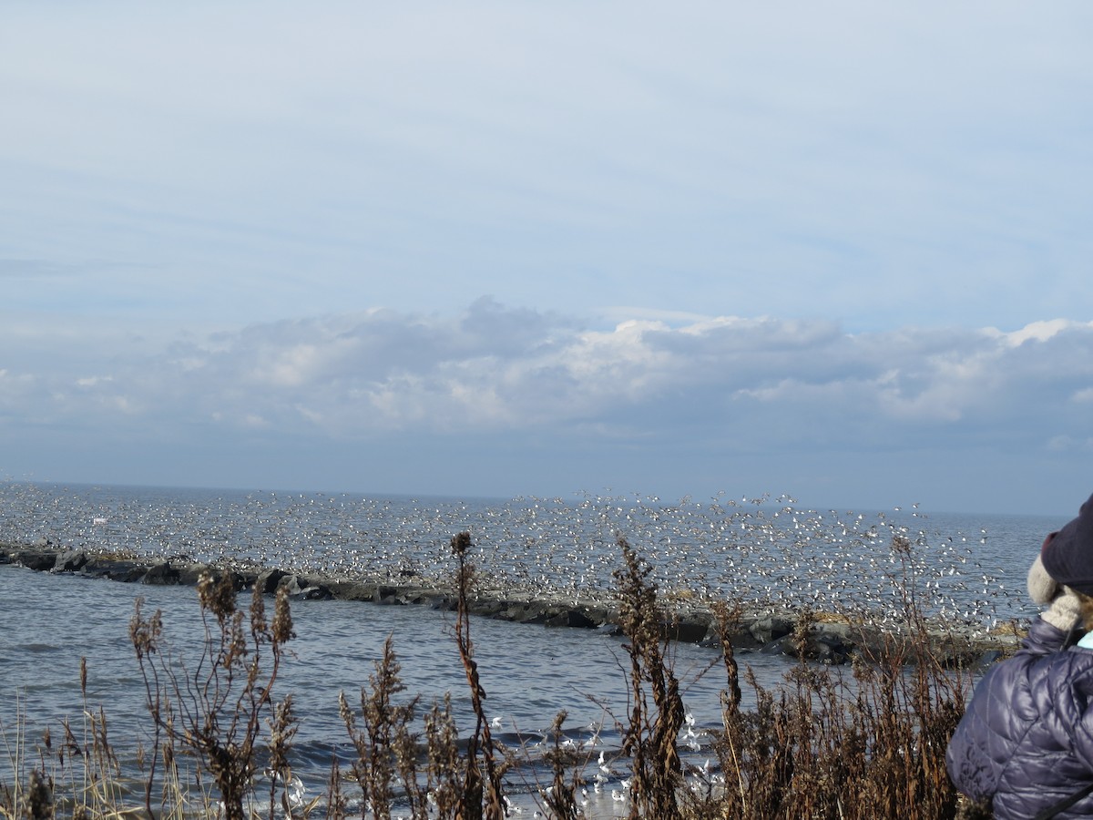 Dunlin - ML44442521