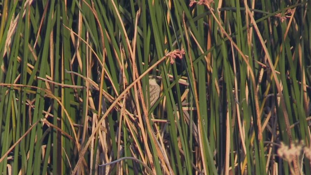 Yellow-winged Blackbird - ML444425261