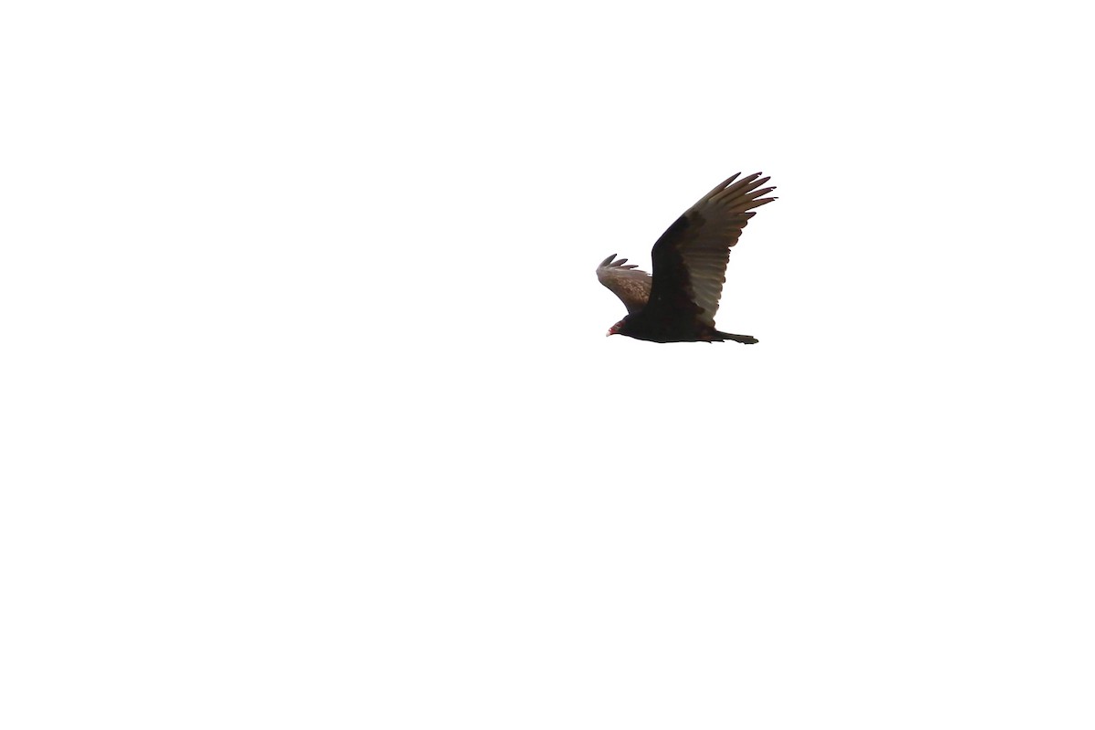 Turkey Vulture - George Forsyth