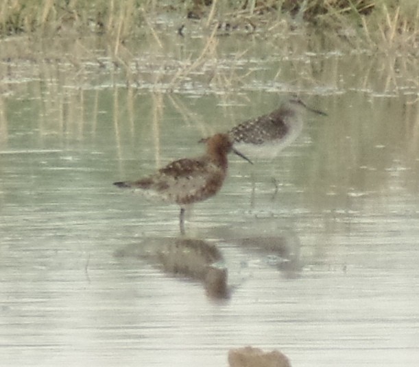 Curlew Sandpiper - ML444426701