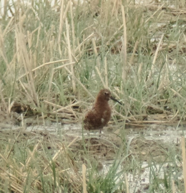 Curlew Sandpiper - ML444426711