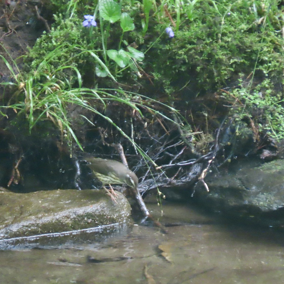 Louisiana Waterthrush - ML444427771