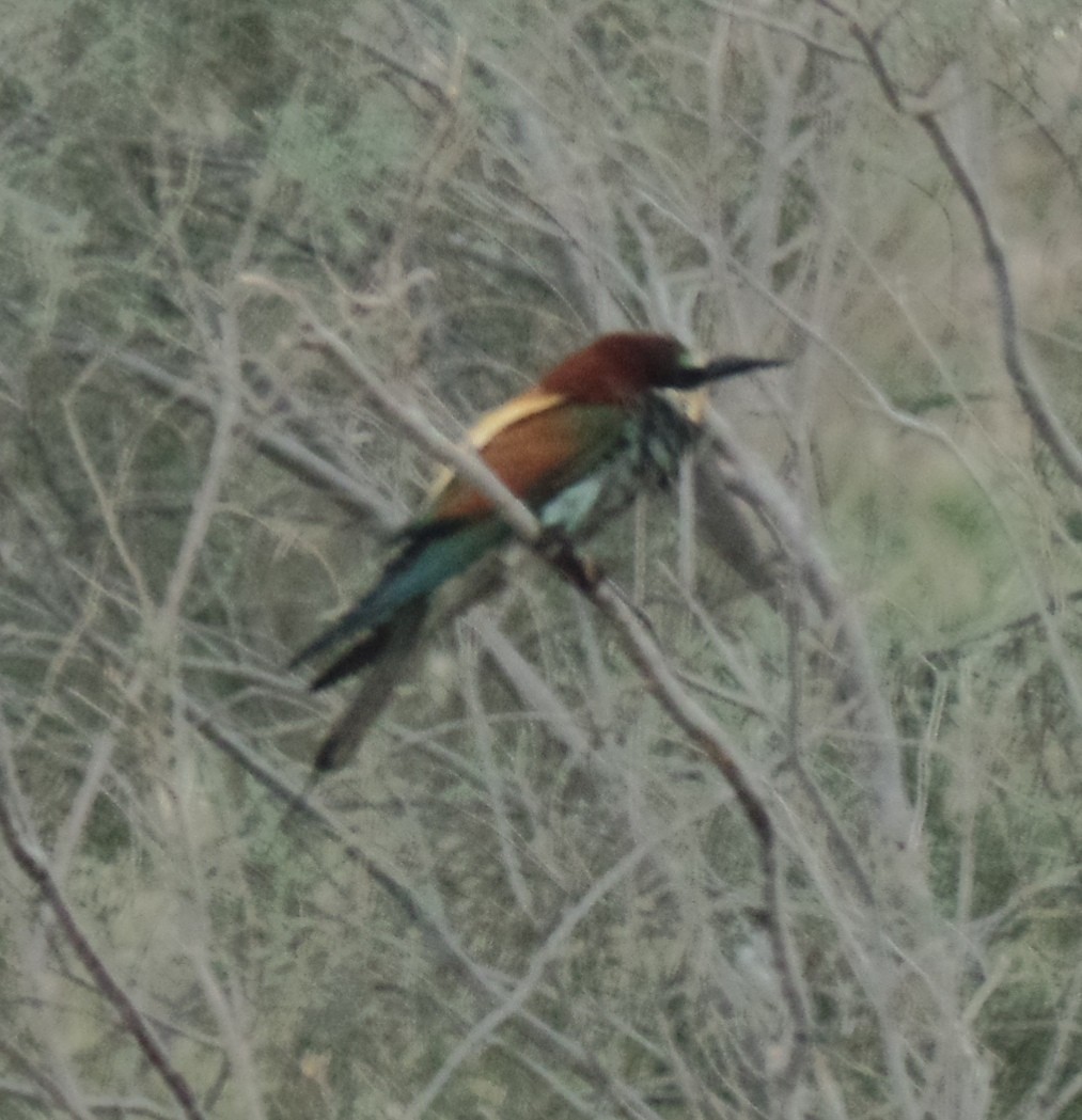 European Bee-eater - ML444428001