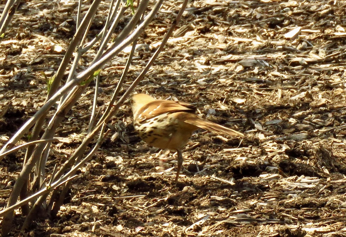 Brown Thrasher - ML444428241