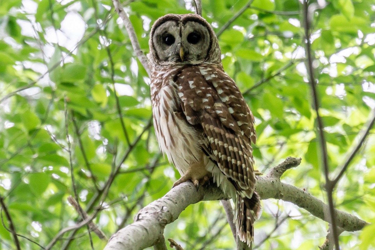 Barred Owl - ML444428511