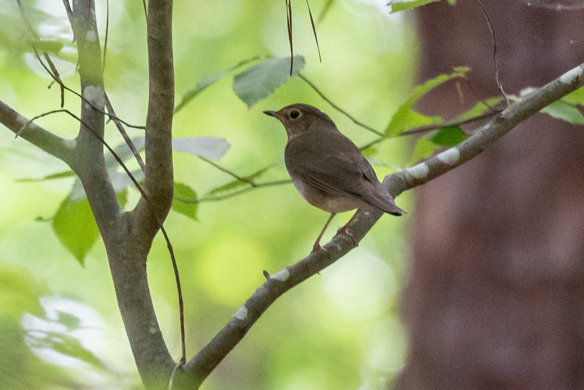 Swainson's Thrush - ML444428701