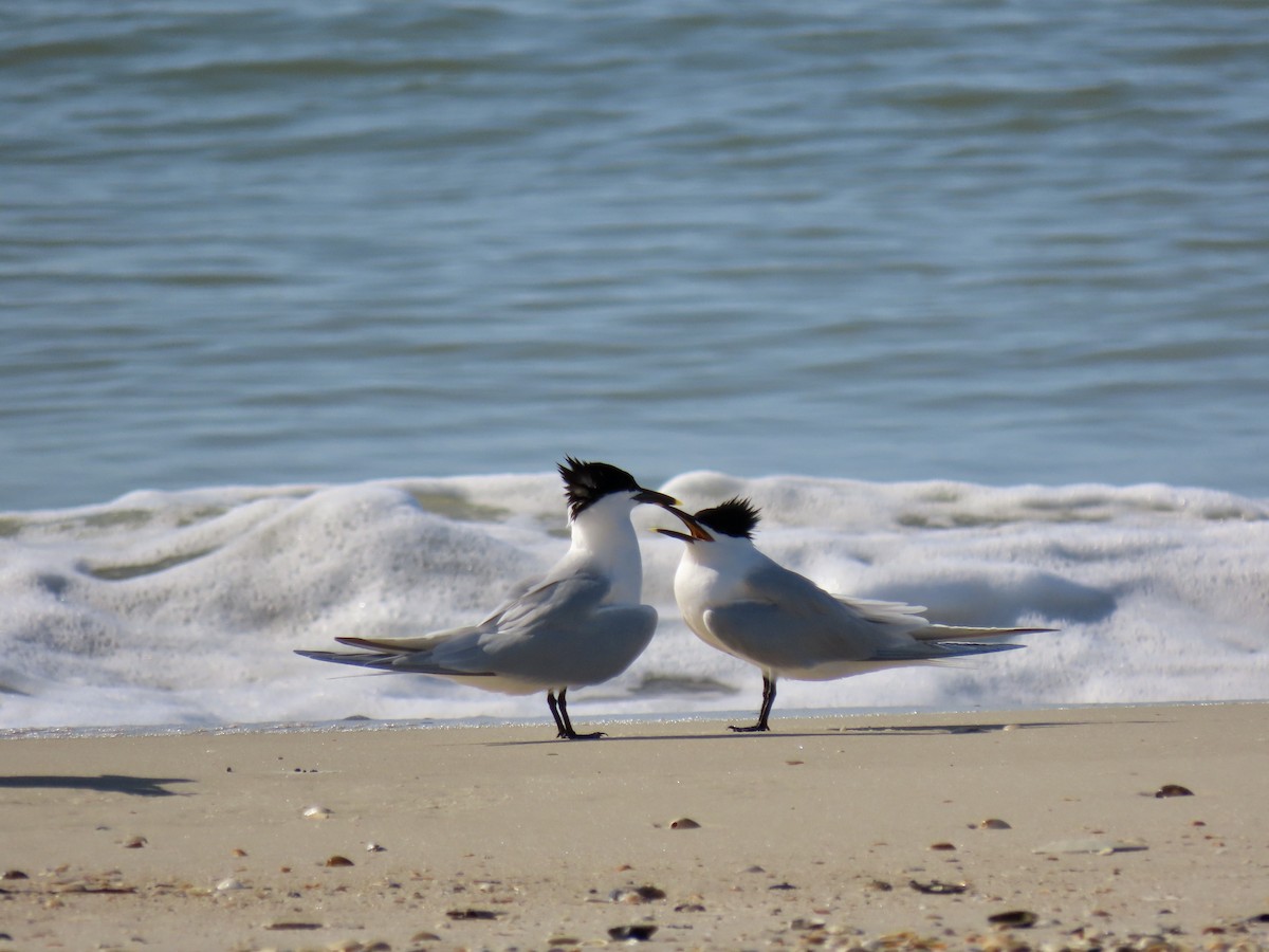 Sandwich Tern - ML444430141
