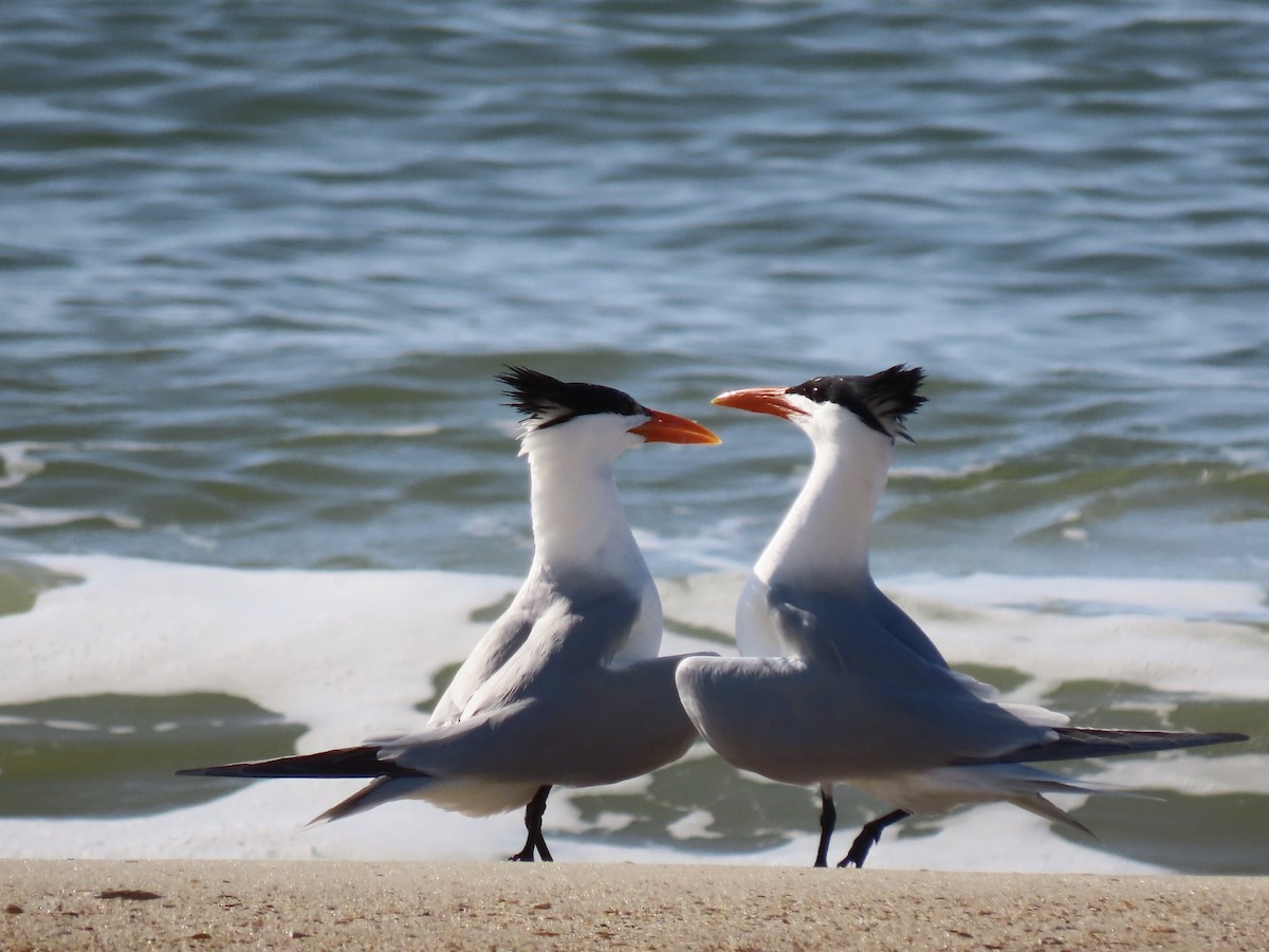 Royal Tern - ML444430151