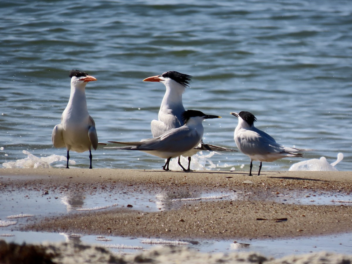 Royal Tern - ML444430291