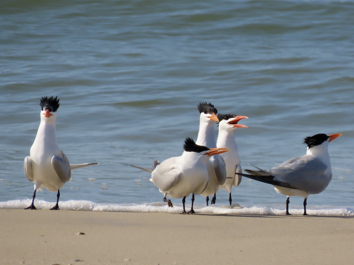 Royal Tern - ML444430351