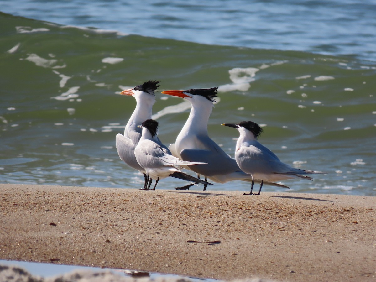 Sandwich Tern - ML444430461