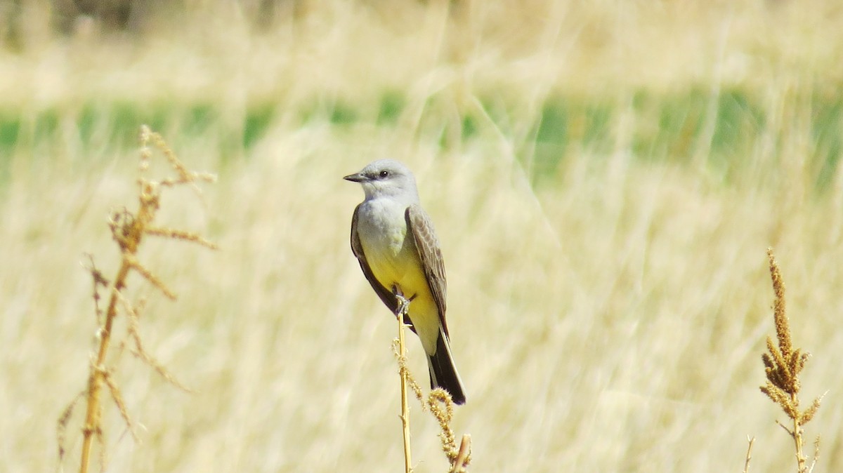 Western Kingbird - ML444430471