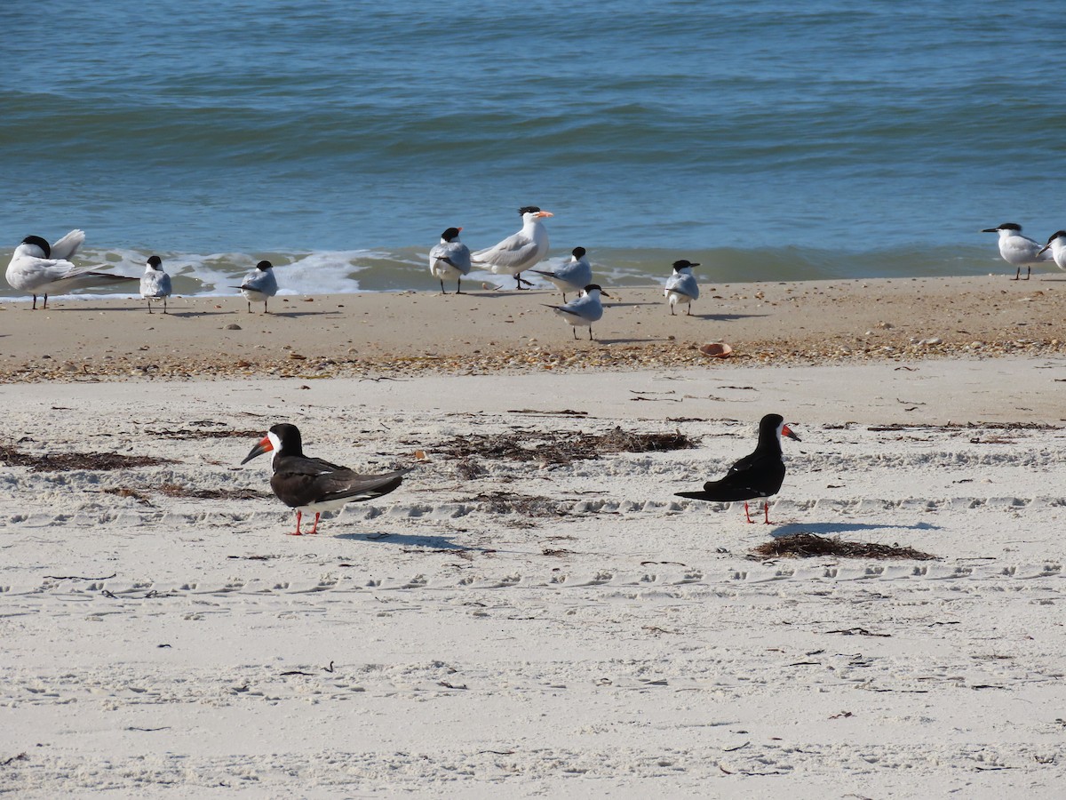 Black Skimmer - ML444430521