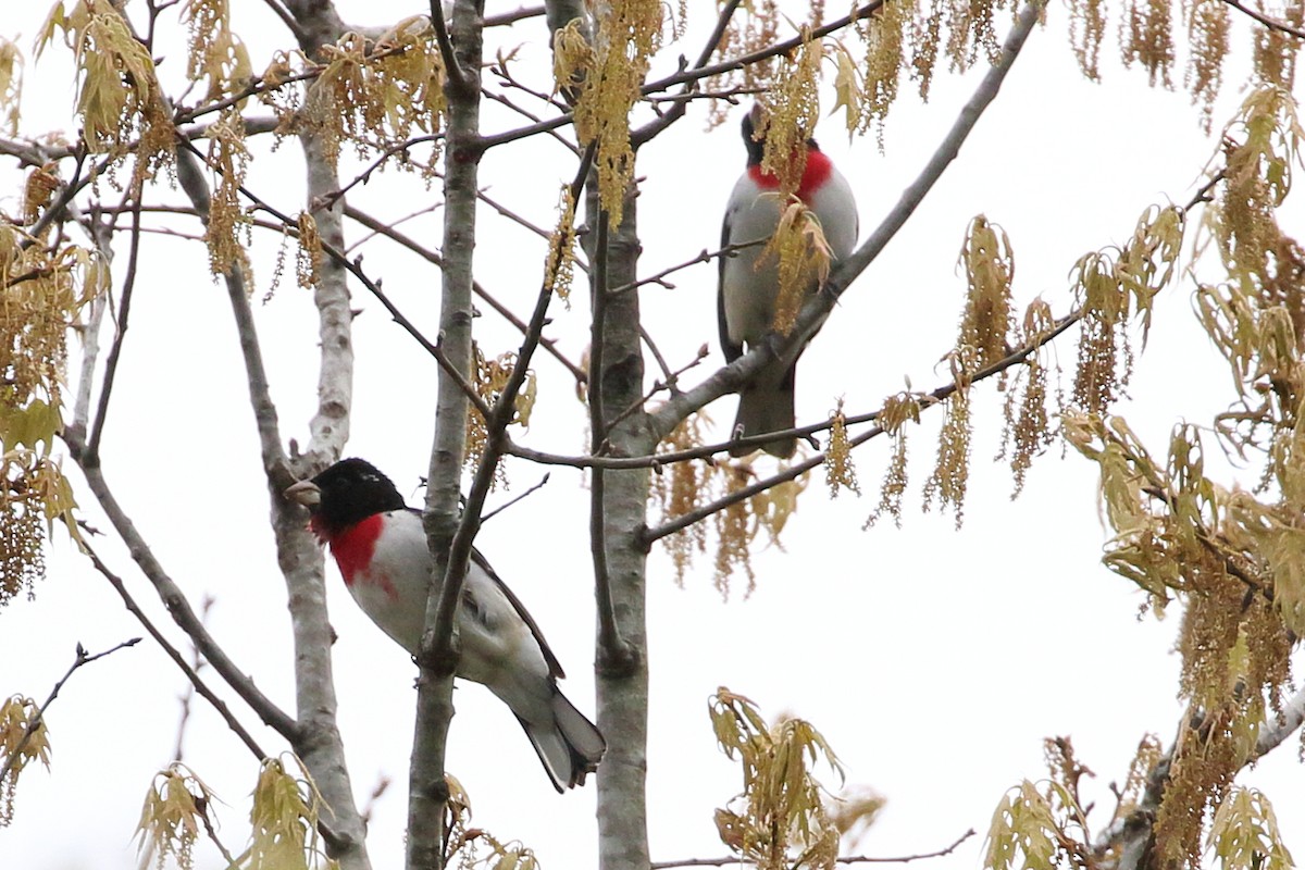 Rose-breasted Grosbeak - ML444431171