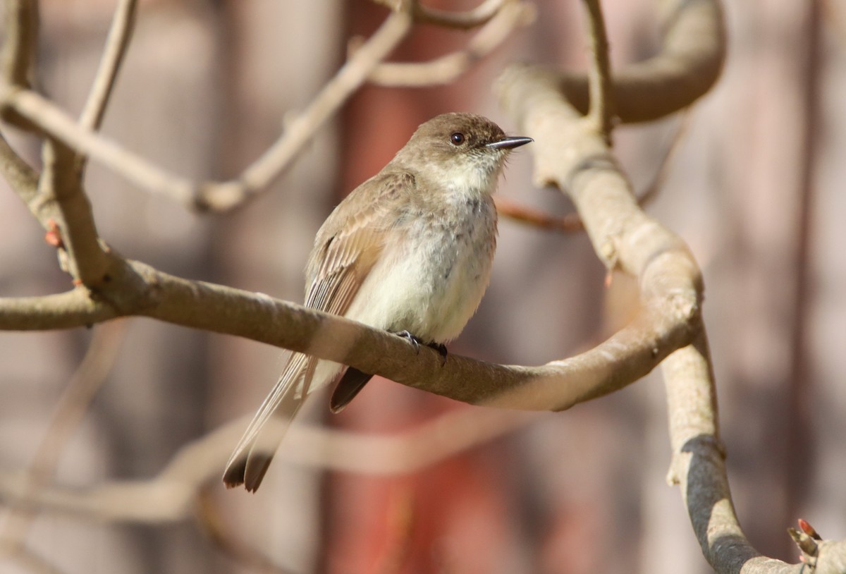 Eastern Phoebe - ML444431251