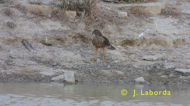 Eurasian Goshawk - ML444431411