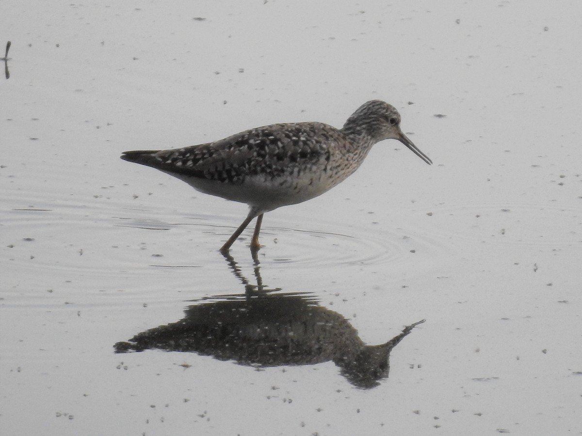 Lesser Yellowlegs - ML444432331