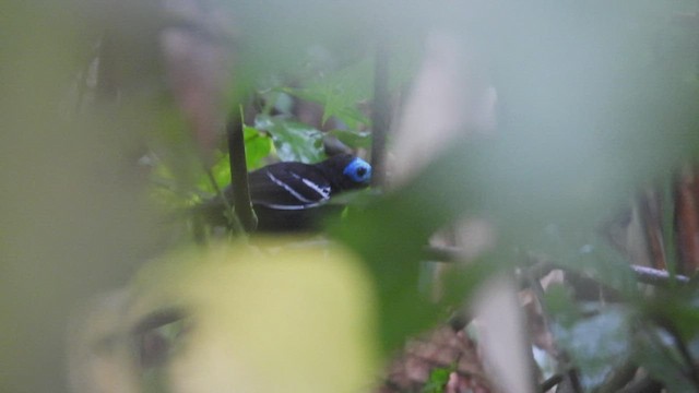 Bare-crowned Antbird - ML444432381