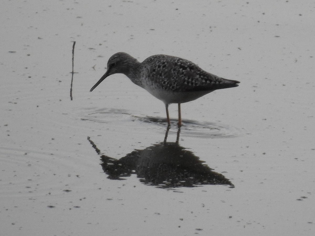 Lesser Yellowlegs - ML444432421