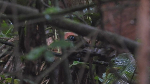 Bicolored Antbird - ML444432631