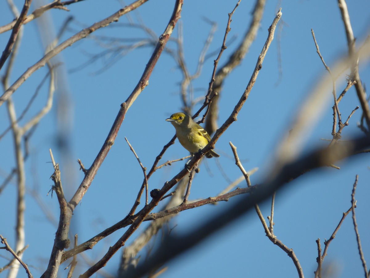 White-eyed Vireo - ML44443281