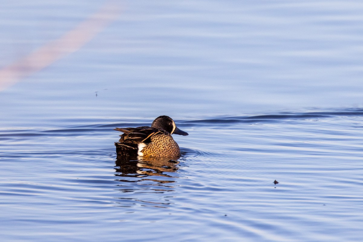 Blue-winged Teal - ML444432901