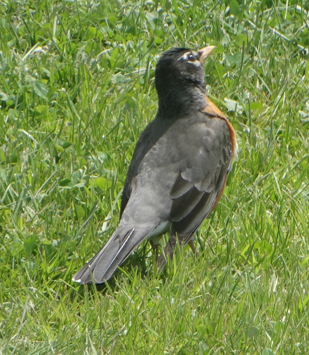 American Robin - ML444433221
