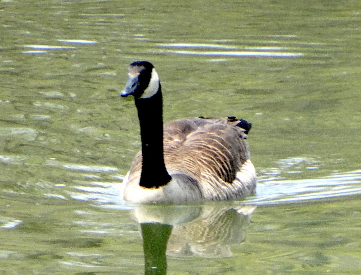 Canada Goose - ML444433641