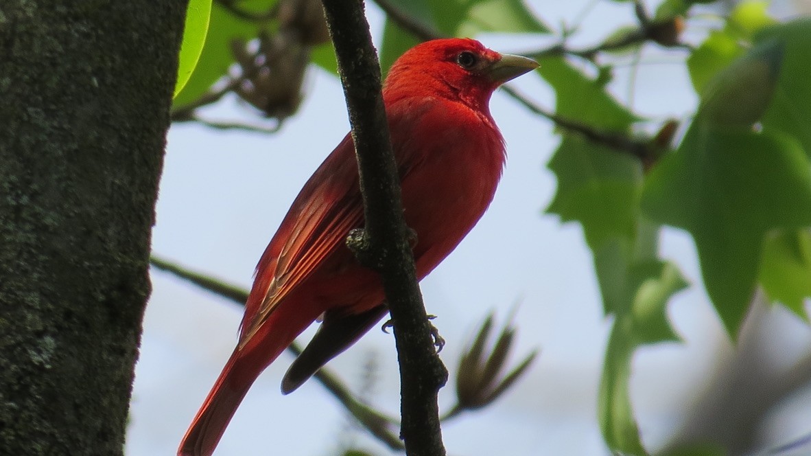 Piranga Roja/Escarlata - ML444434101