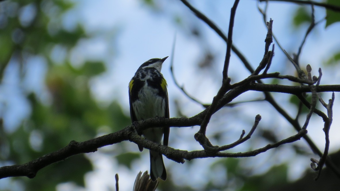Yellow-rumped Warbler (Myrtle) - ML444434221