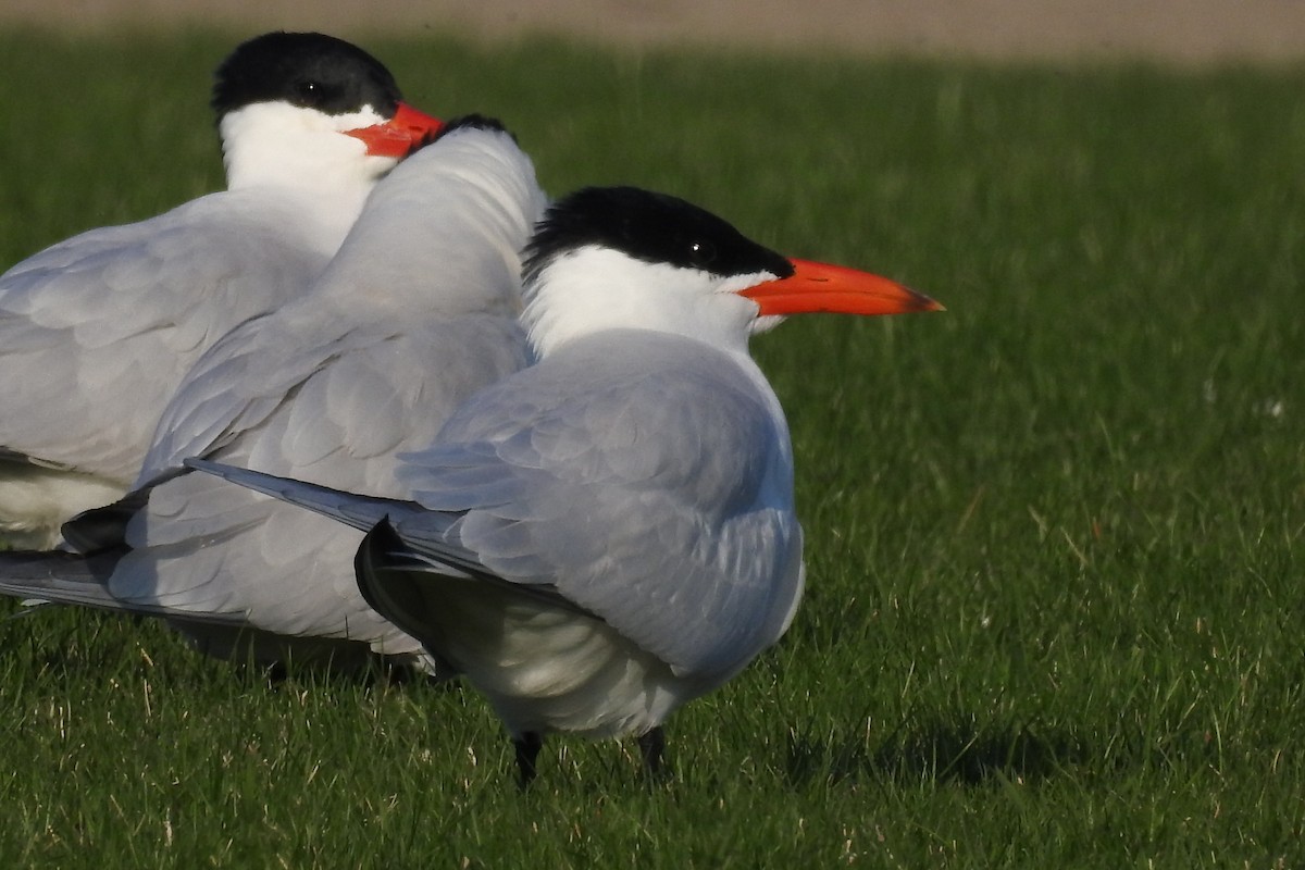 Caspian Tern - ML444435031