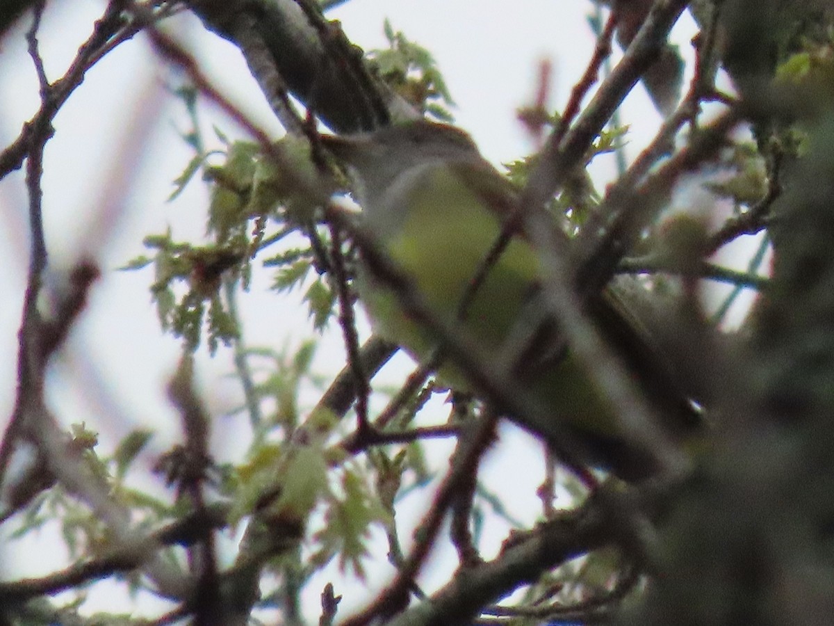 Great Crested Flycatcher - ML444435061