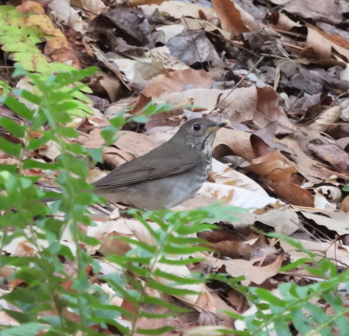 Gray-cheeked Thrush - ML444435071
