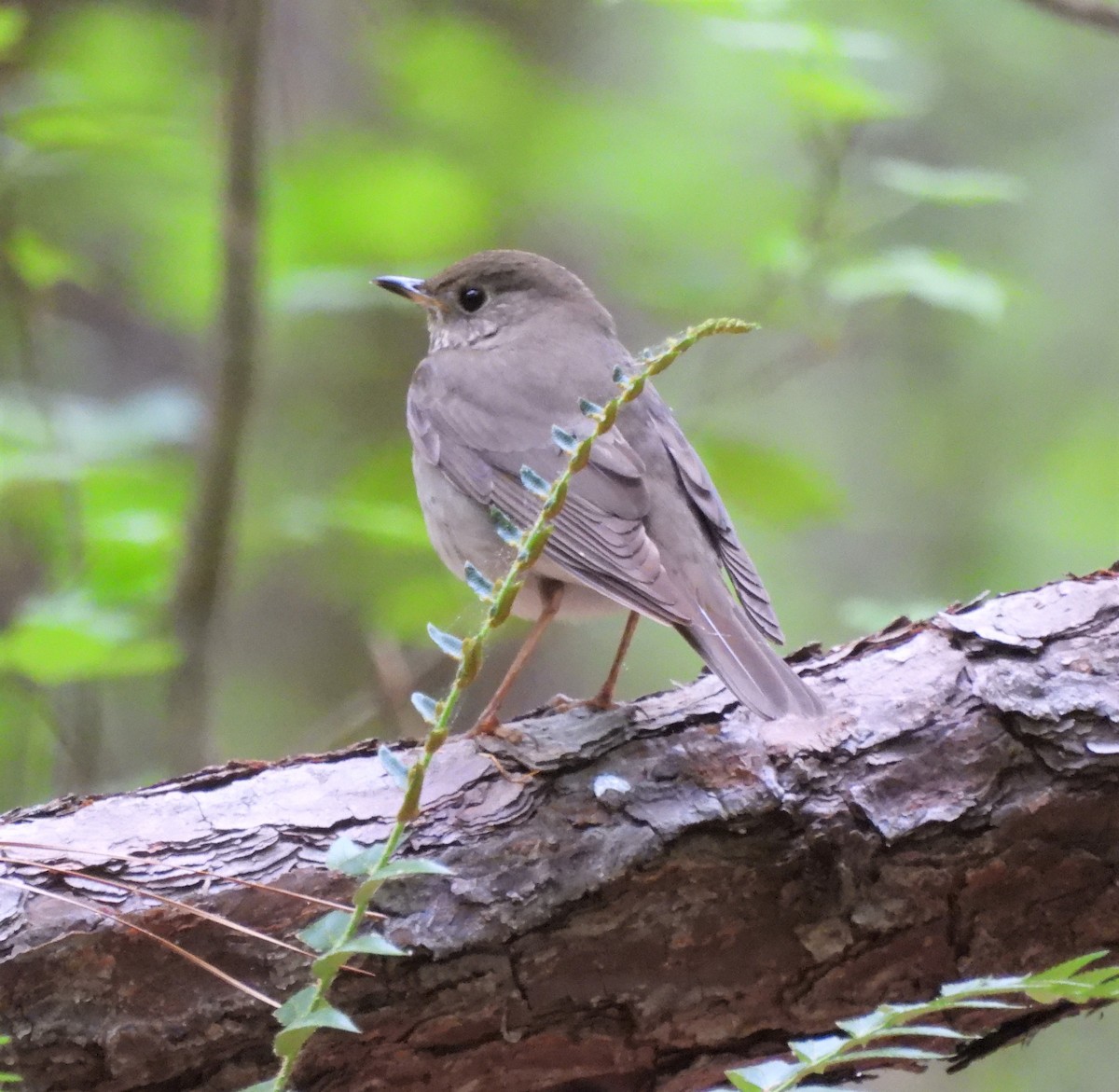 Gray-cheeked Thrush - ML444435181
