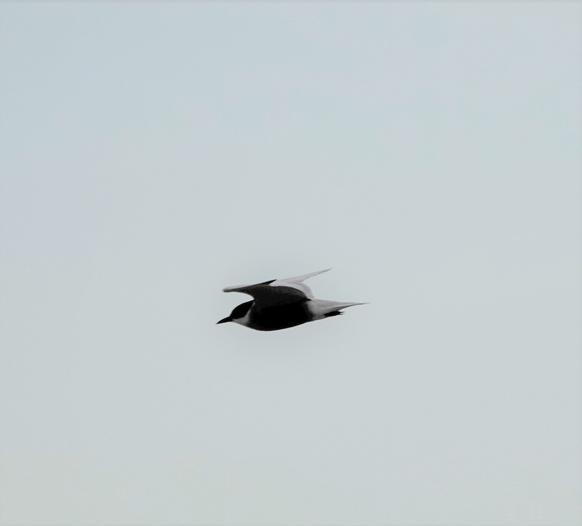 Whiskered Tern - ML444435611