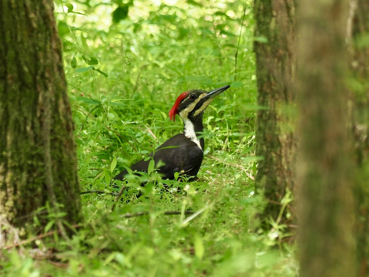 Pileated Woodpecker - ML444435681