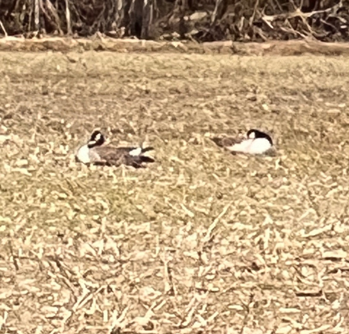 Canada Goose - ML444436511