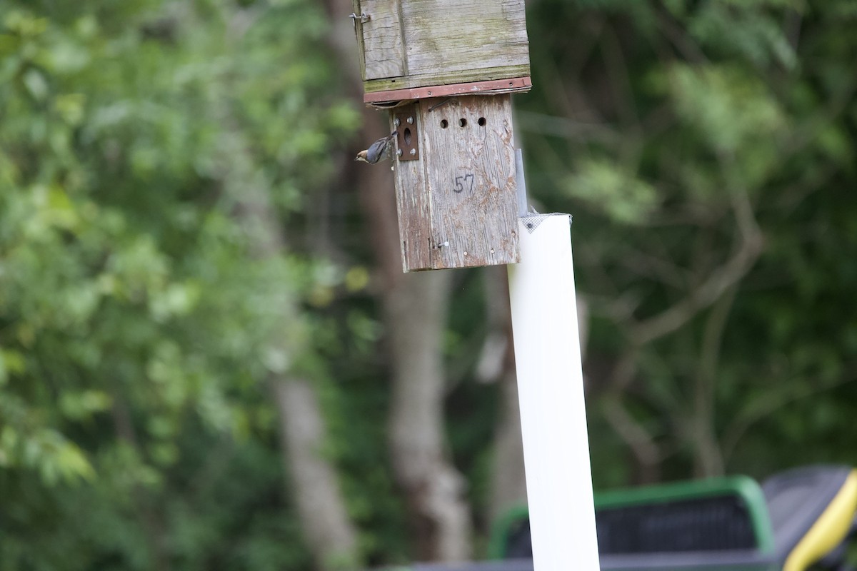Brown-headed Nuthatch - ML444436631