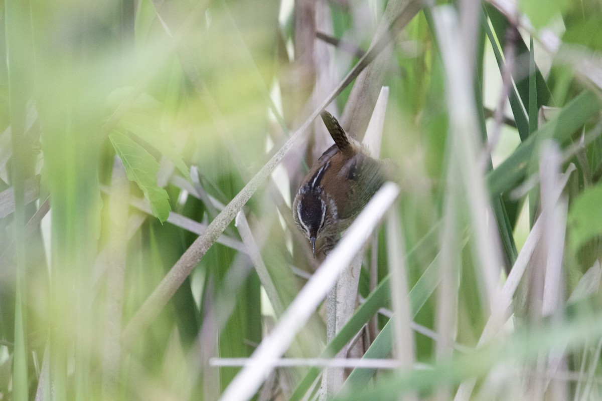 Marsh Wren - ML444436741
