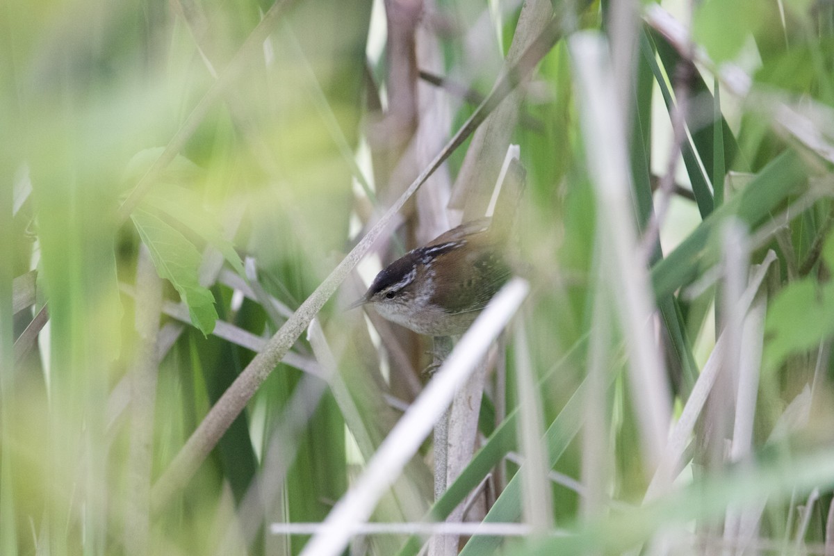 Marsh Wren - ML444436781