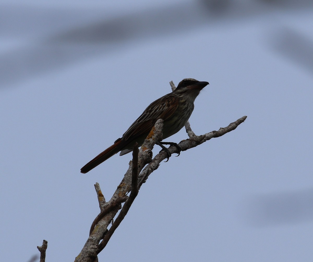 Streaked Flycatcher - ML444438381