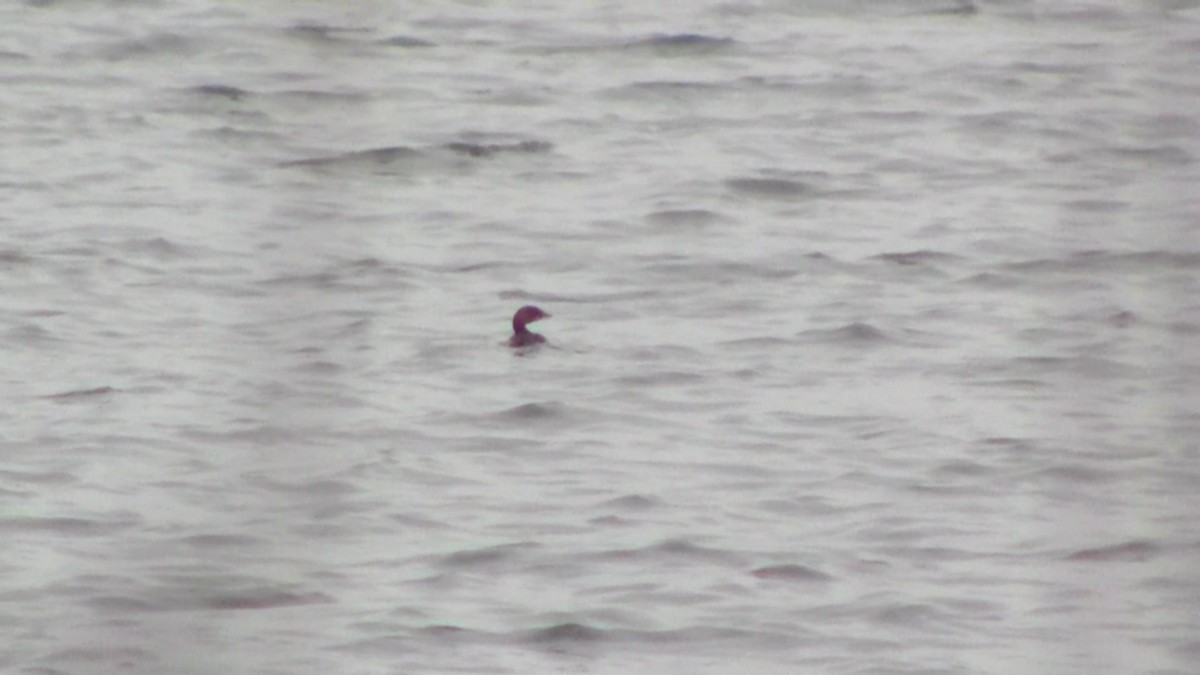 Pied-billed Grebe - ML44443851