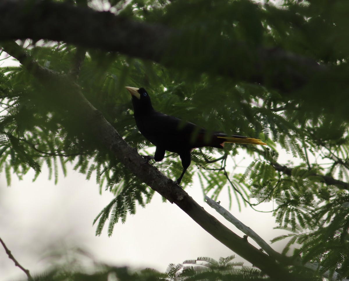 Crested Oropendola - ML444438531