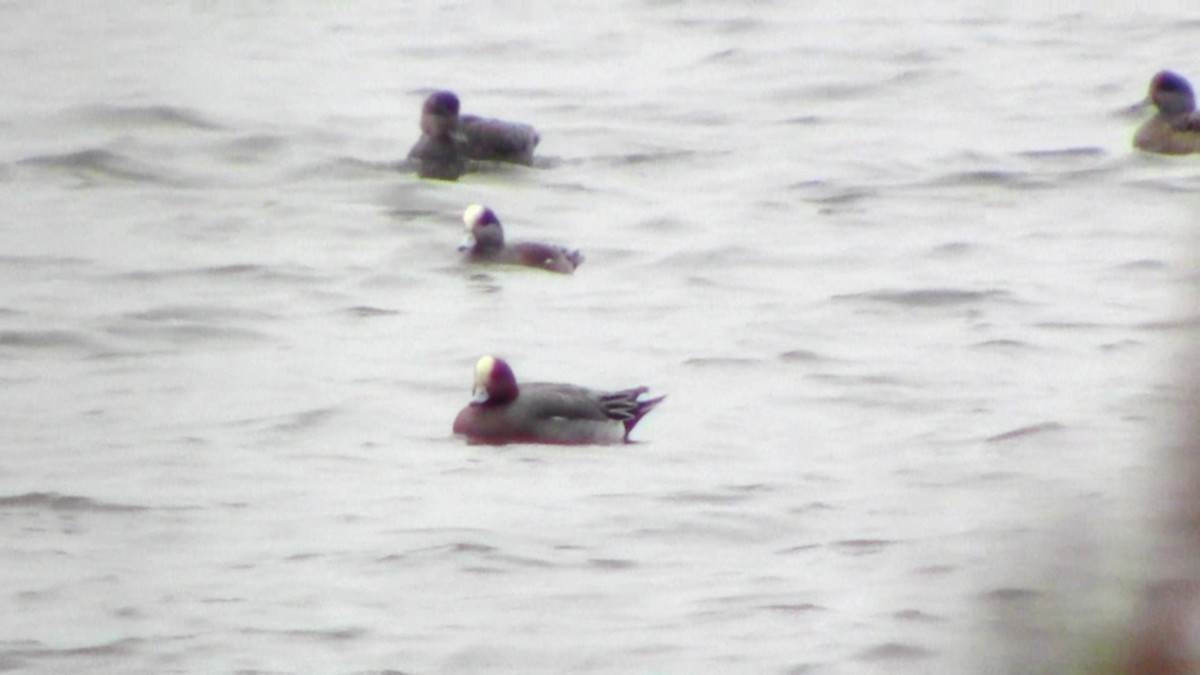 Eurasian Wigeon - ML44443891