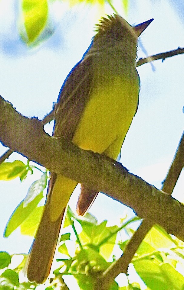 Great Crested Flycatcher - ML444439251