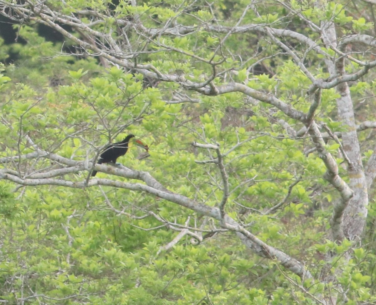 Keel-billed Toucan - ML444440051